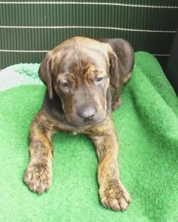 Ridgeback- Labradormix Welpe sucht neues Zuhause