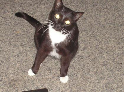 Schwarze Katze mit weißen Pfoten zugelaufen