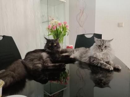 Deckkater MaiCoon Perser Mischling