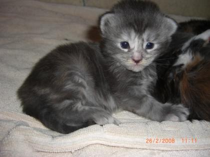 Wir haben einen bunten Maine Coon Wurf