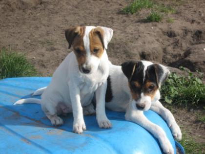PARSON JACK RUSSELL TERRIER WELPEN