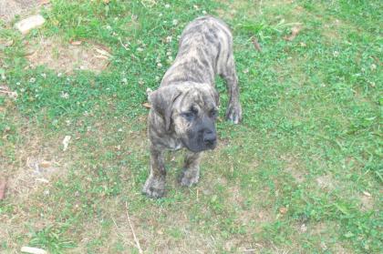Dogo Canario Welpe 12 Wochen alt weiblich