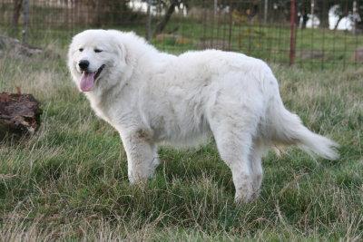 Maremmano Abruzzese Herdenschutzhund