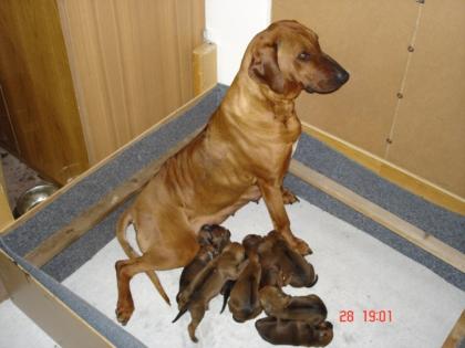 Rhodesian Ridgeback Welpen ohne Papiere