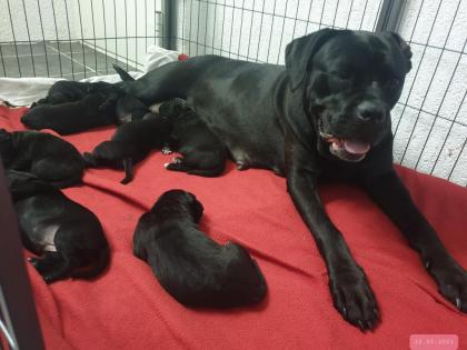 Zürich Süsse Cane Corso Welpen suchen Lebensplatz