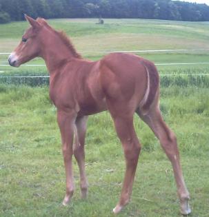 Ausdruckstarkes Quarter Horse Hengstchen