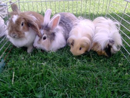 Hasen und Meerschweinchen