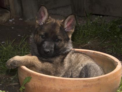 Zauberhafte Schäferhundwelpen grau,