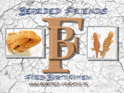Farb-Bartagamen Nachzuchten