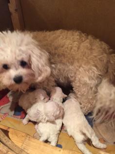 Unsere Bichon frise Welpen sind geboren