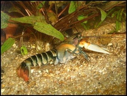 2x Cherax Zebrakrebse Cherax Peknyi abzugeben