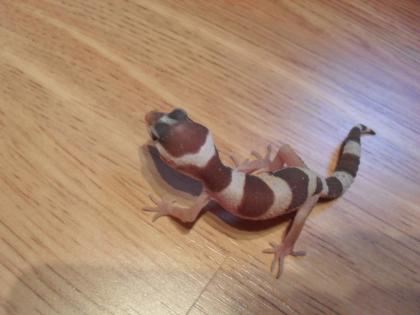 Biete Schöne Leopardgeckos NZ 2021