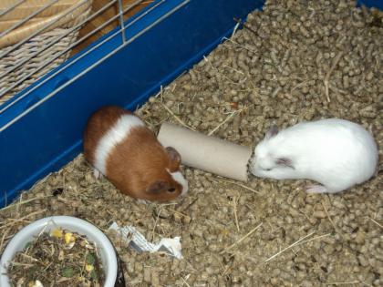Meerschweinchen suchen ein neues Zuhause