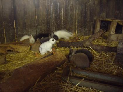 ZWERGKANINCHEN AUS RABBITS-HÖHLE