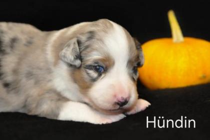 Miniature Australian shepherd Welpen/ Mini Aussi