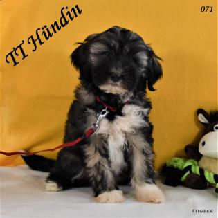 2 Tibet Terrier Welpen in der Farbe Zobel suchen eine neue Familie