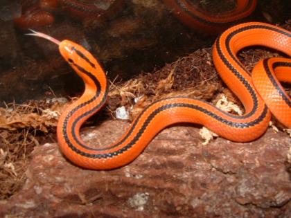 Oreocryptophis porphyraceus coxi NZ