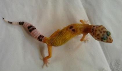Leopardgeckos HYPO