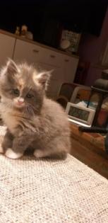 Maine Coon Kätzchen suchen ihre Traumfamilie