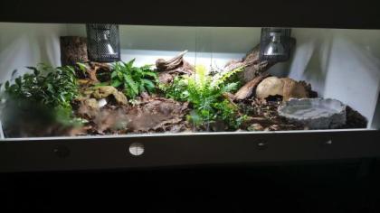 Männlicher Piebald Königspython abzugeben
