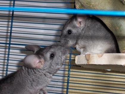 2 Chinichilla Jungs 1 Jahr dringend abzugeben