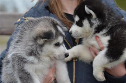 Siberian Husky Wurfplanung 2021