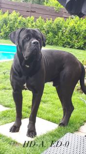 Cane Corso Wurfankündigung mit Ahnentafel