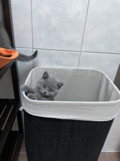 BKH Kitten, Britisch Kurzhaar, Katzenbabys, Kitten
