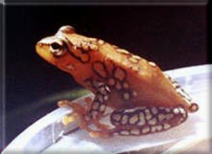 Suche punktierter Riedfrosch Hyperolius puncticulatus