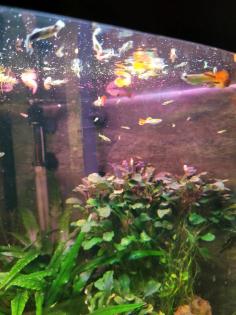 Guppy Männchen
