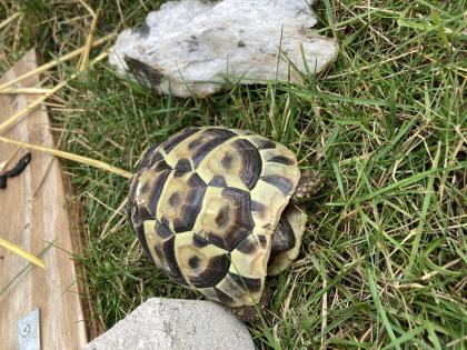 3 Griechische Landschildkröten NZ 2022