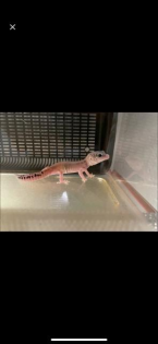Leopardgecko nachzuchten