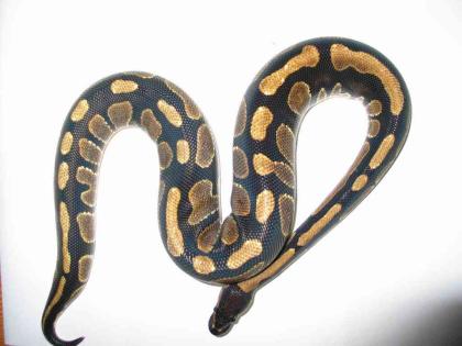 Königspythons eigene Nachzuchten