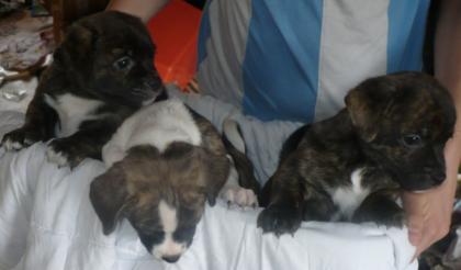 3 süsse Mix-Welpen suchen noch ein Zuhause