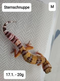 Leopardgeckos NZ 21 abzugeben