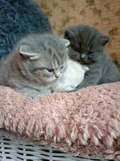 BKH kitten mit blauen Augen