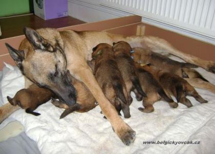 Welpen - Belgische Schäferhund Malinois