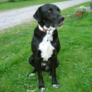 Labrador-Dalmatinermix sucht neues zu Hause