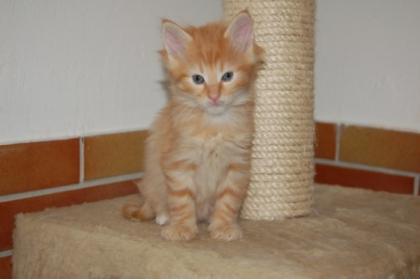 Traumhafte Norwegerkitten zu verkaufen