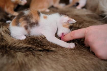 Ein bunter Haufen Orientalischer Kurzhaar Kitten von der zauberhaften Olivia chocolate Tricolour