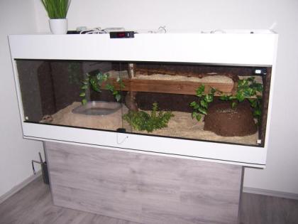 Abgottschlange, Boa Constrictor abzugeben