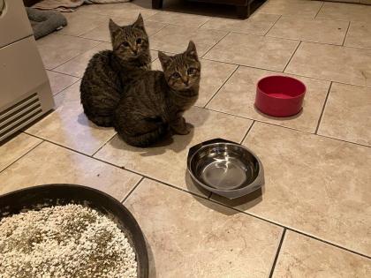 Kitten in liebevolle Hände abzugeben