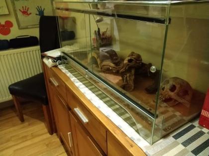 Terrarium mit 4 Leopardengeckos
