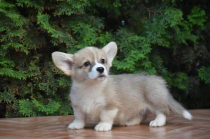 Welsh Corgi Pembroke