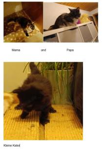 Maine Coon Kater zu verkaufen