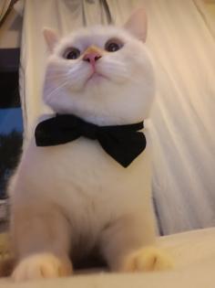 Weiße Siamkatze