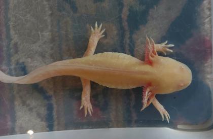 Aquarium 250l mit 2 Axolotl
