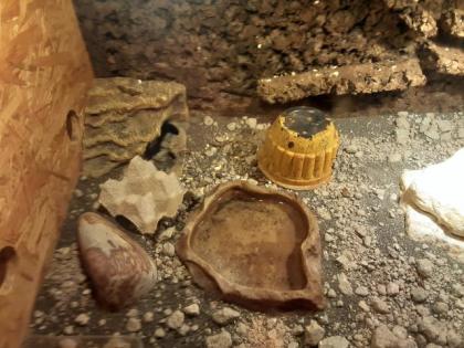 4 Leopardengeckos mit Terrarium