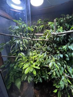 Pantherchamäleon mit Terrarium