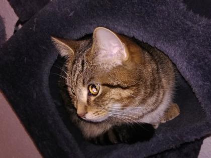 Kuscheliger Verschmuster Kater Sosoke